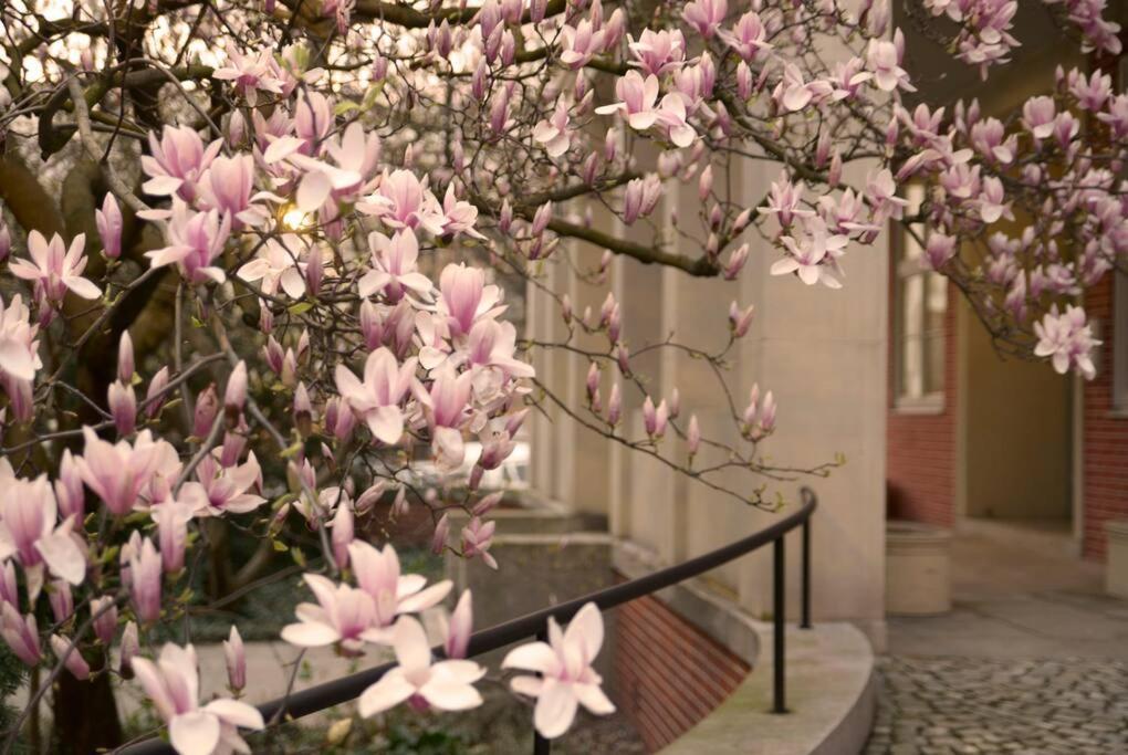 Elegant Apartment In The City Center فروتسواف المظهر الخارجي الصورة